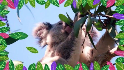 Izzy und die Koalas Staffel 1 Folge 1 HD Deutsch