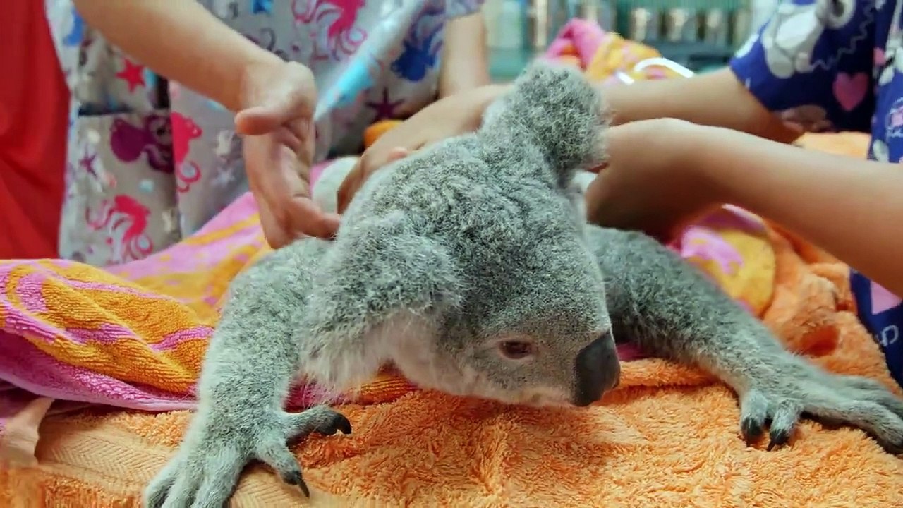 Izzy und die Koalas Staffel 1 Folge 3 HD Deutsch