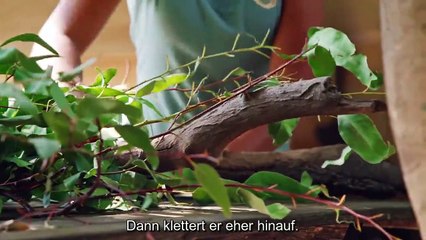 Izzy und die Koalas Staffel 2 Folge 3 HD Deutsch