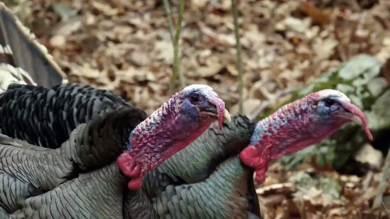 America's Mississippi Staffel 1 Folge 2 HD Deutsch