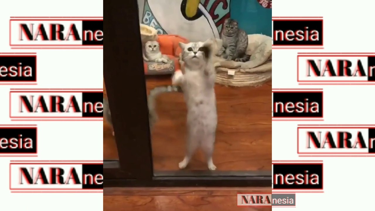 It's funny.., when the cat is acting like this 