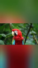 Burung Beo Cantik di Alam liar