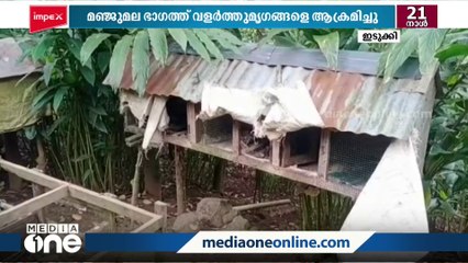 ഇടുക്കി വണ്ടിപ്പെരിയാറിൽ ജനവാസമേഖലയിൽ പുലിയിറങ്ങി...