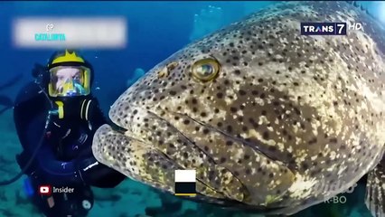 MONSTER DI KEDALAMAN LAUT - ON THE SPOT