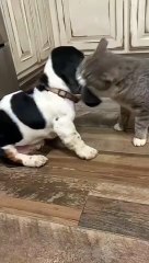 What is going on Ahhhhh