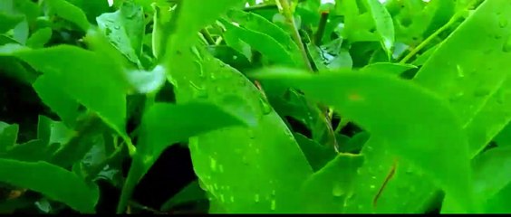 Cinematik keindahan pedesaan