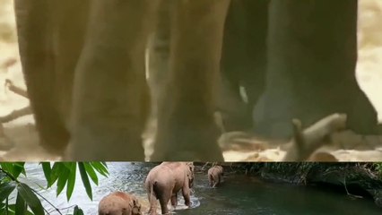 ten interesting facts about elephant.animals universe. ( 1080 X 1920 )