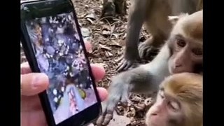 trending -- Funny -- monkey funny video__shorts _funny video