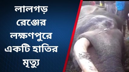 ঝাড়গ্রাম: লালগড় রেঞ্জের লক্ষণপুরে হাতির মৃত্যু !