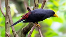 Burung jalak rio rio (Grosbeak starling)