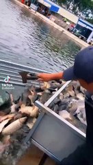 Video tiktok lucu banget (ikan tersangkut pada saat dilepaskan)