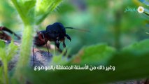 علاج قرصة النمل بطرق مختلفة ومتنوعة