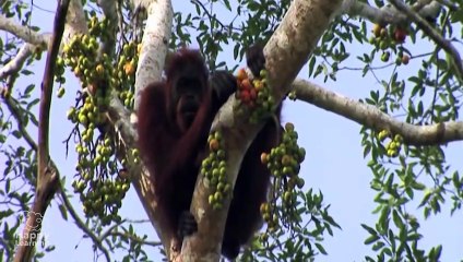 Vital Functions of Living Things Educational Video for Kids