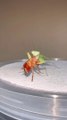 Mantis (Belalang Sentadu/Sembah) Sedang Melahap Seekor Kecoa