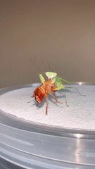 Mantis (Belalang Sentadu/Sembah) Sedang Melahap Seekor Kecoa