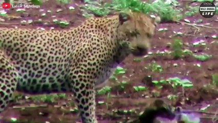 The Most Unfortunate Baby Animals, Losing Their Lives Right After Birth