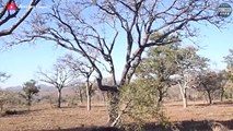 Sinful ! Mother Monkey Painfully Watched The Leopard Eat Her Cubs   Wild Animal Life