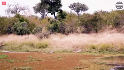 Cheetah Is Suddenly Attacked By Crocodile And What Happened Next