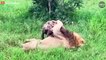 Look What Happens When Epic Moment Lion Vs Hyena Fight Fiercely