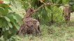 OMG ! Hyenas Brutally Attack Other Hyenas And What Happens
