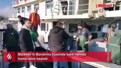 Palamutun yerini aldı! Bandırma'da hamsi akını