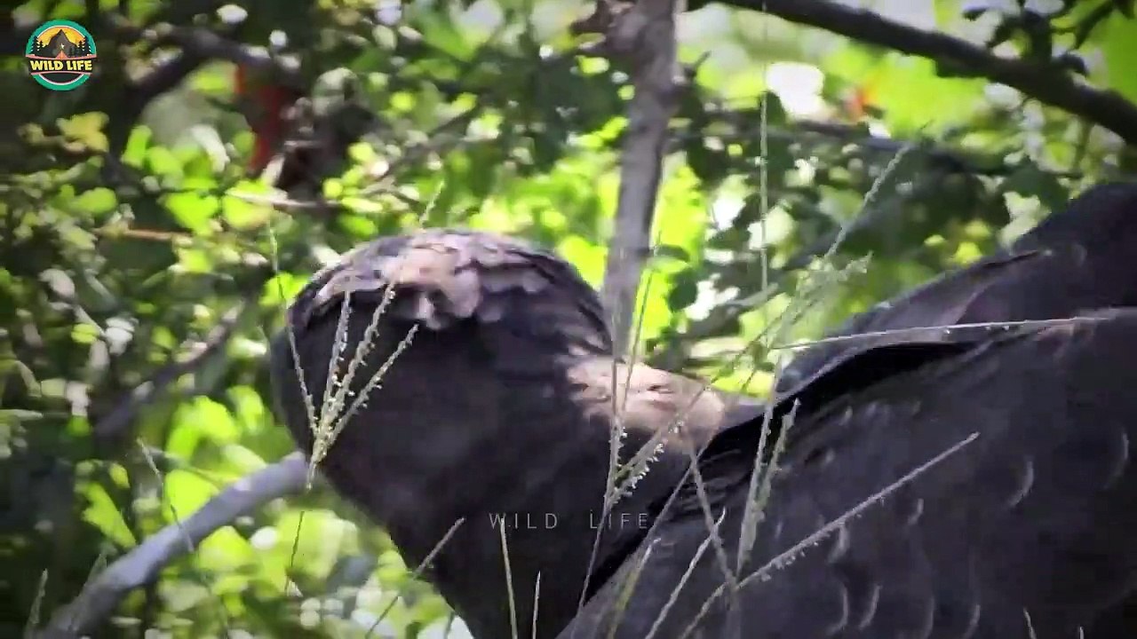 16 Merciless Eagle Hunt Caught On Camera