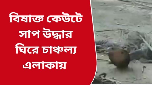 দঃ ২৪ পরগনা: এত্ত বড়! দেখলে হয়ত বিশ্বাস করতে পারবেন না