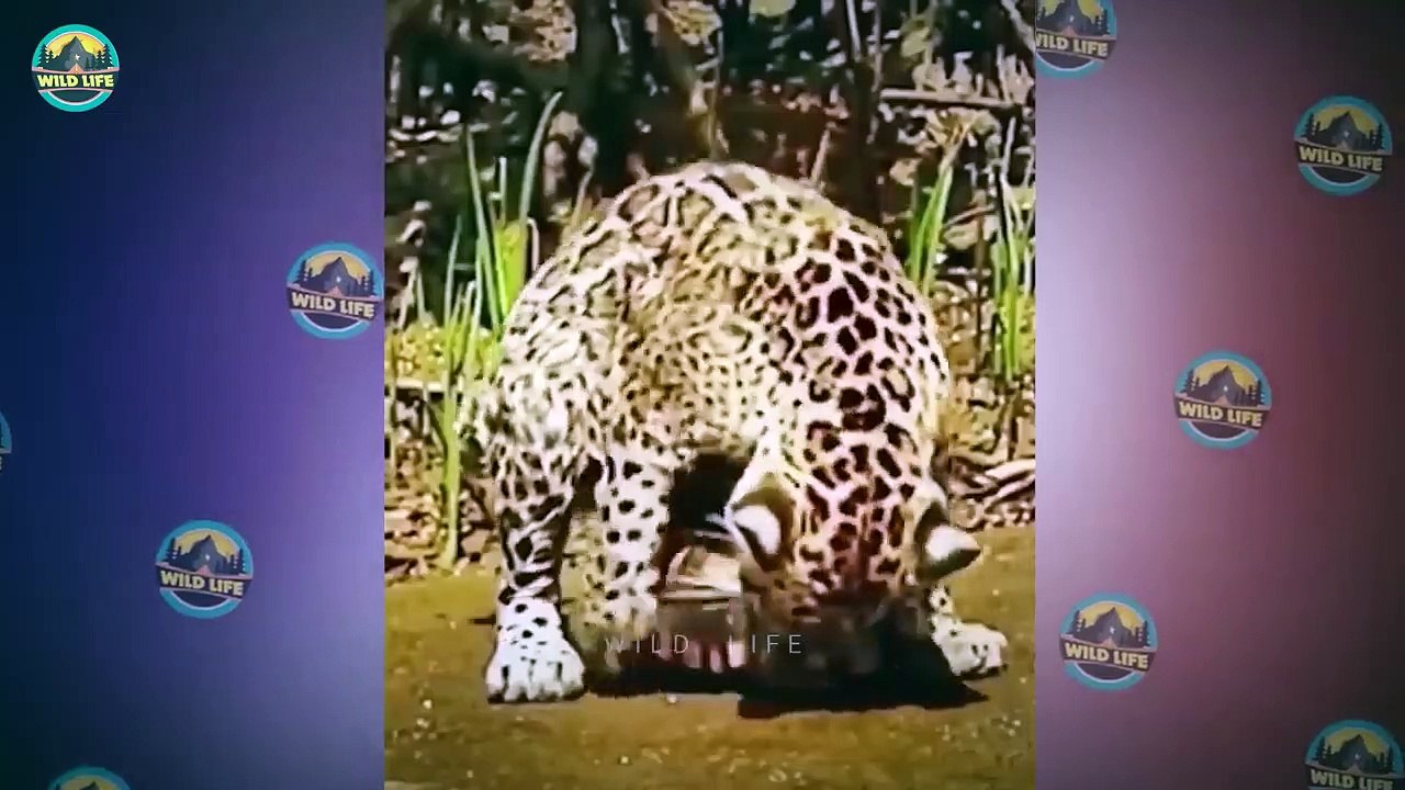 15 Brutal Moments When Animals Messed With Turtles