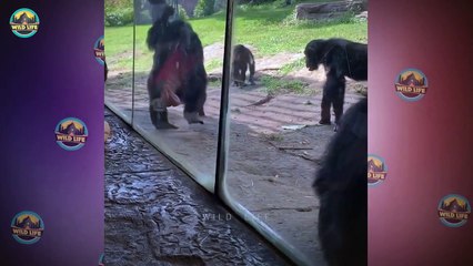 15 Merciless Wild Animals Fighting For Their Territory