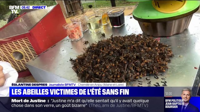 Les températures très douces de cet automne favorisent la prolifération des frelons asiatiques