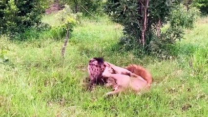 OMG ! 50 Buffalo Gang VS Single Mother Lion