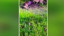 OMG ! Leopard attacks Donkey   Deadliest Leopard Attacks Caught on Camera