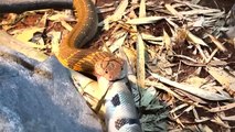OMG ! Snake Attacks The Tatu  ! Armadillos Attack Snake
