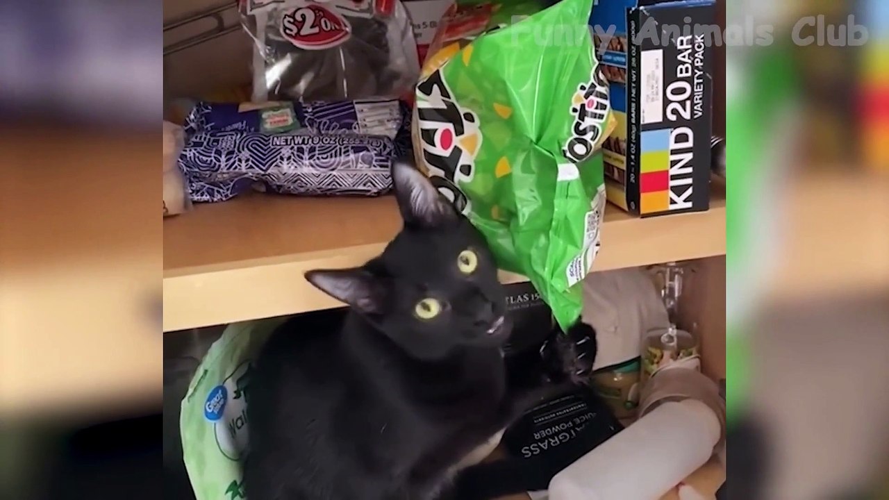 Funny Animals #2