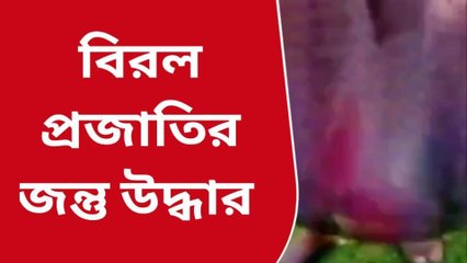 জেলার খবরঃ লোকালয় থেকে উদ্ধার ফেরেট বেজার! দেখুন উদ্ধারের রোমহর্ষক ভিডিও