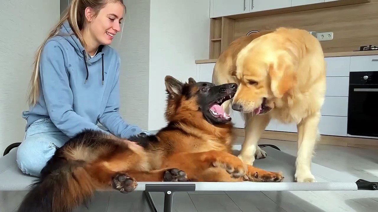 Funny Human Stealing Dogs Bed
