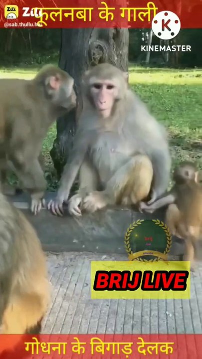 funny video and monkey_ मजेदार वीडियो बंदर का_ #brijlive
