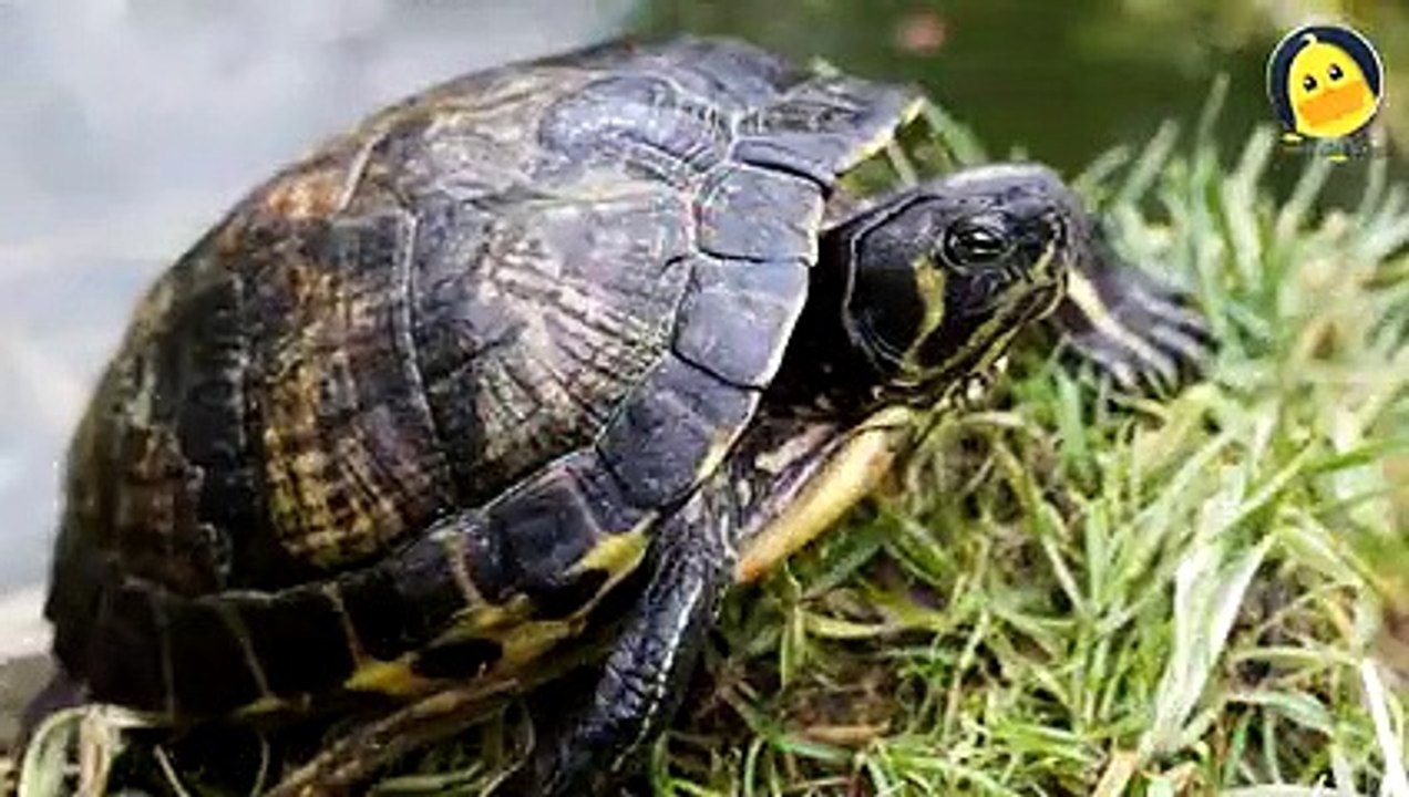 เพลง ก เอ๋ย ก ไก่ แบบดั้งเดิม ภาพจริง จำง่าย สนุกๆ