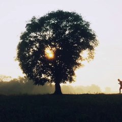 Menemani Pohon Jomblo