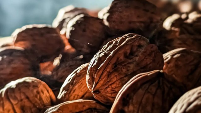 La récolte de la noix de Grenoble, un délice pour les papilles