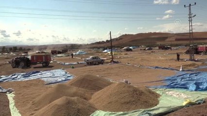 Geleneksel yöntemlerle kurutulan çeltik sofralardaki yerini alıyor