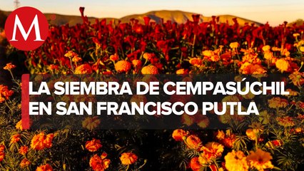 Cempasúchil, herencia de los mexicas y símbolo de vida y muerte