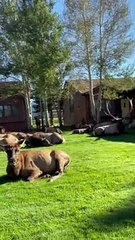 Elk Roam (and Fart) Freely In Neighborhood