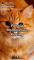 Sunnah memelihara kucing