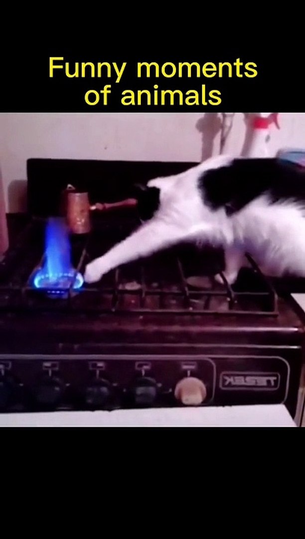 Funny cat moments