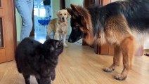 German Shepherd Puppy Meets a Cat For The First Time.