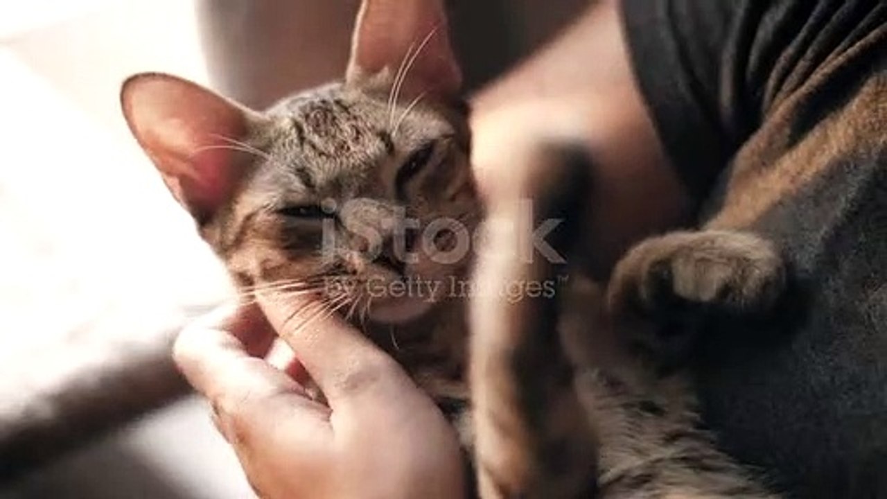 Kucing lucu