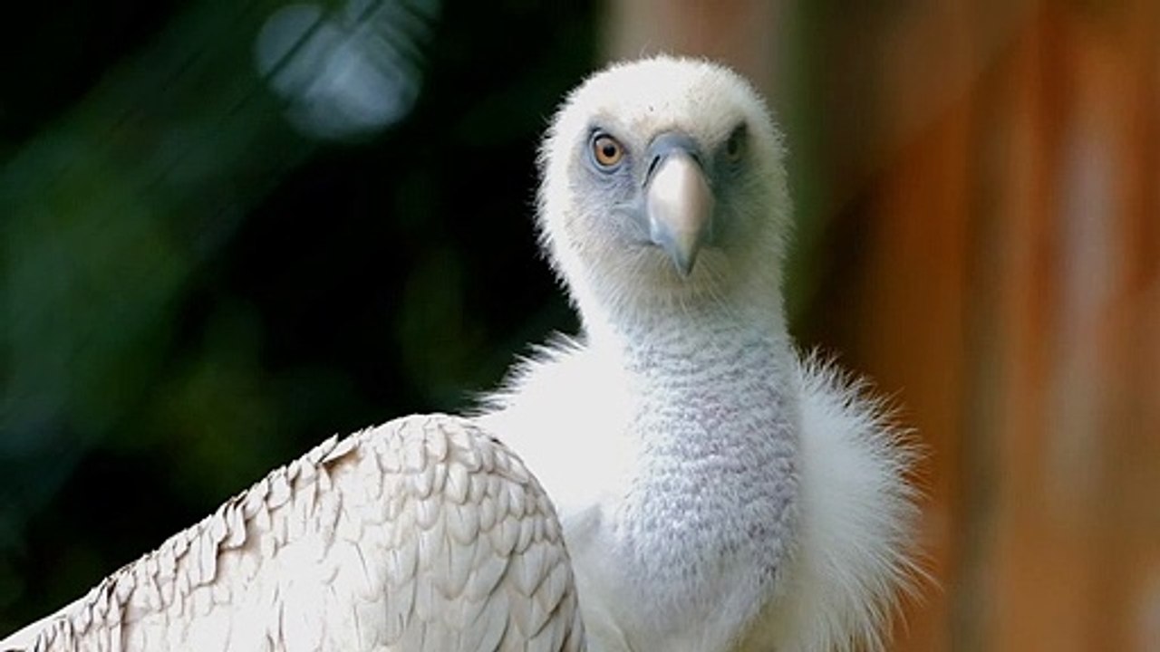 AnimAL-Bird