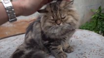 How Cat React When Seeing Stranger 1st Time - Running or Being Friendly 16_ _ Viral Cat