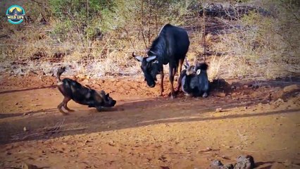 The Finest Yet Fraught Battling Moments Between Wild Dogs And Hyenas
